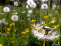 05 pusteblumen.jpg