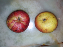 Apfel Martini
