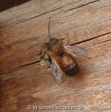 Osmia bicoris