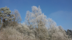 Winterrauhreif
