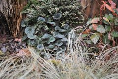 Cyclamen Staudo