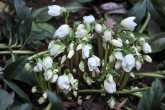 H. niger