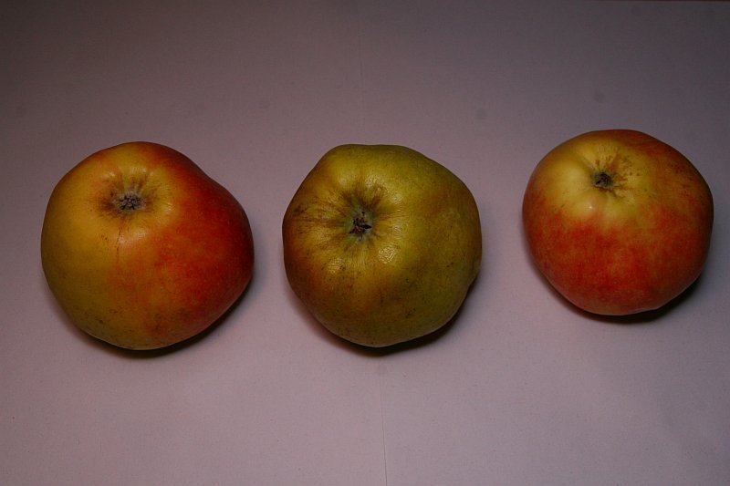 Winterbananenapfel 7