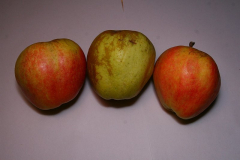 Winterbananenapfel 5
