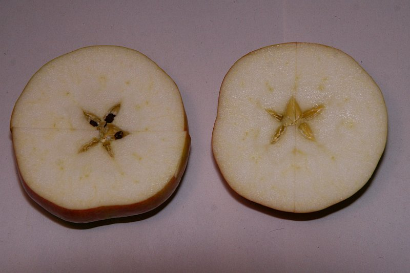 Winterbananenapfel 1