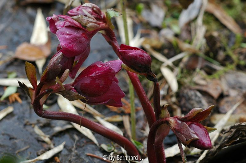 Helleborus rot