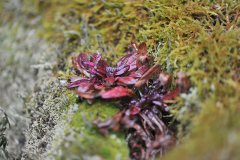 Ajuga5