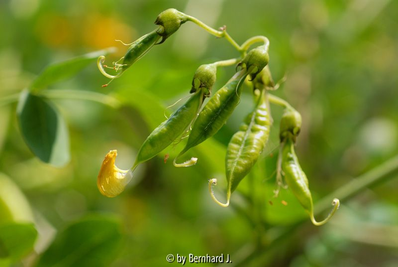 Colutea arborescens - Blasenstrauch