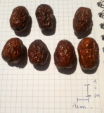jujube,klein