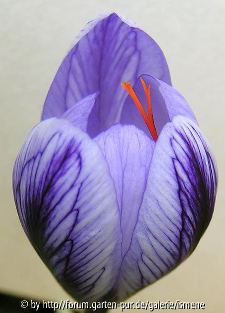 Crocus cancellatus