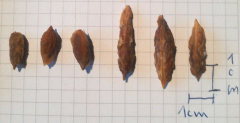 jujube-kerne,groß,klein