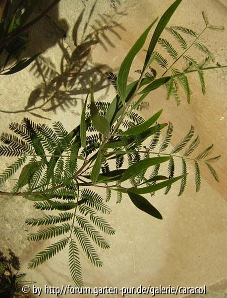 Wohl eine Chimäre aus Albizia und Acacia?
