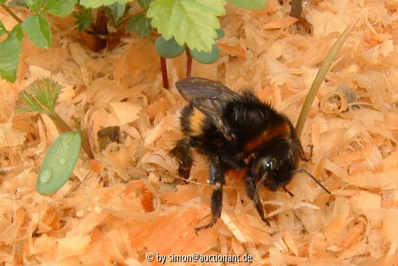 Hummel
