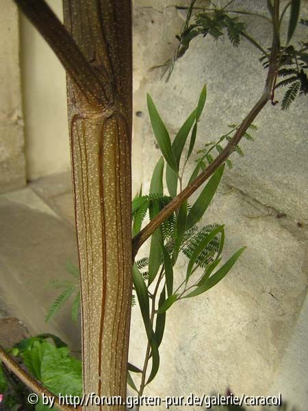 Chimäre aus Albizia und Acacia?