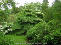 Cornus controversa - ausgewachsen