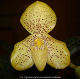 Paphiopedilum concolor 2006