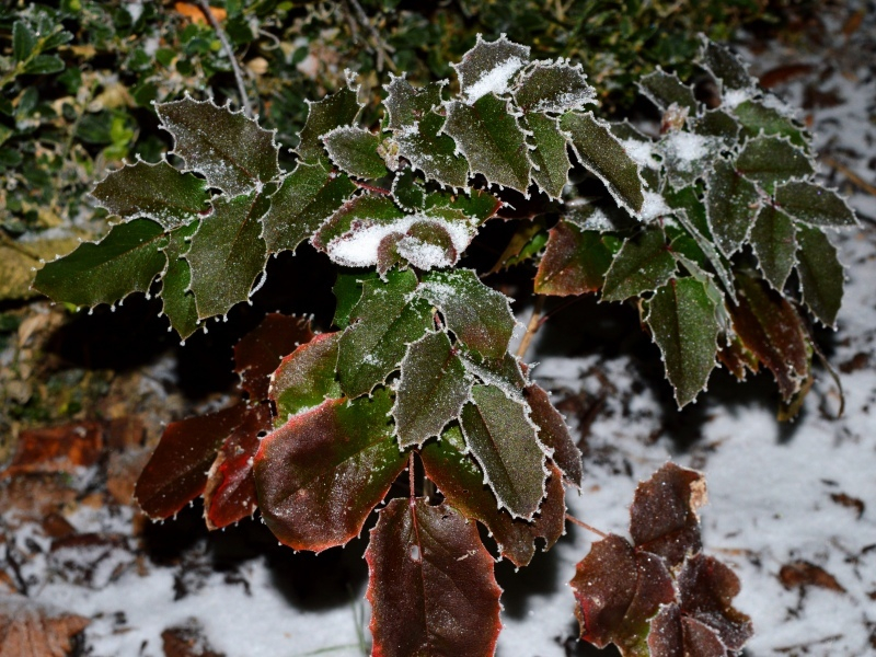 Mahonia aquifolium