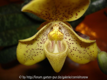 Closeup concolor 2006