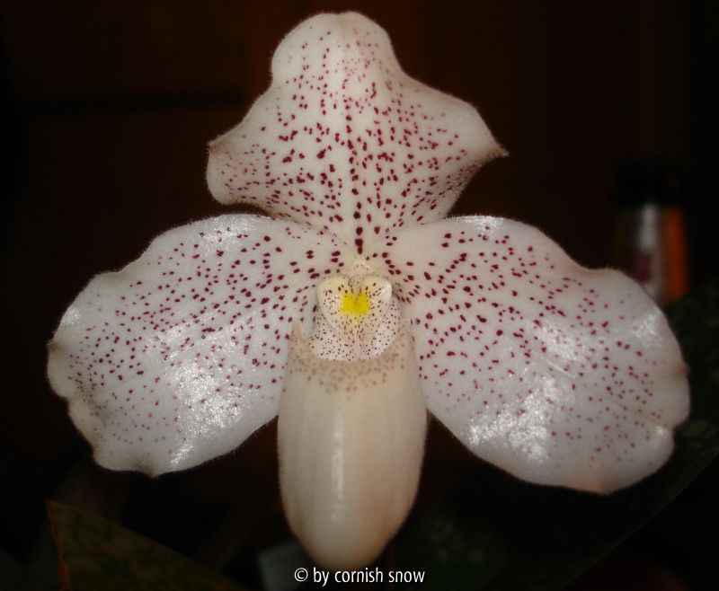 Paphiopedilum conco-belatulum 2006