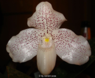 Paphiopedilum conco-belatulum 2006
