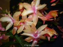 Schlumbergera 'Limelight Dancer'