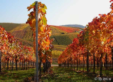 10 weinberge.jpg