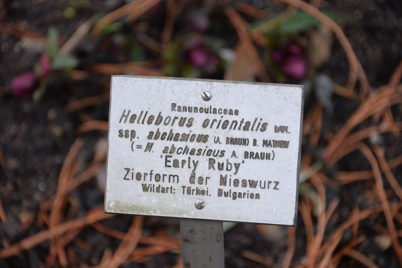 Schild Hellies