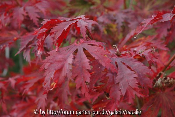 Acer japonicum aconitifolium