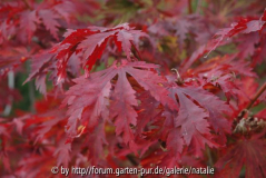 Acer japonicum aconitifolium