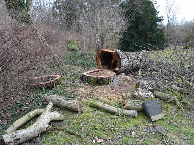 gefällter Walnussbaum