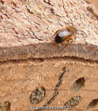 Osmia bicoris
