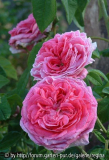 Assemblage d. Beautés/Rose d.l. Maitre d´Ecole??