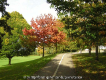 Quercus rubra im Park