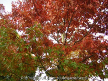 Quercus rubra aus der Nähe