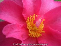 CIMG0850_600x600_100KB.jpg