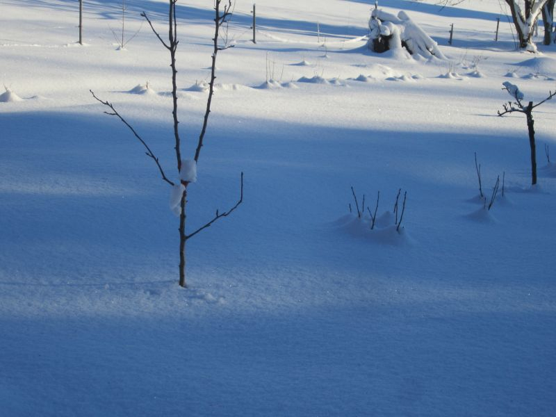 Frostschutz