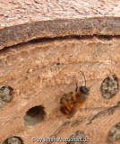 Osmia bicoris