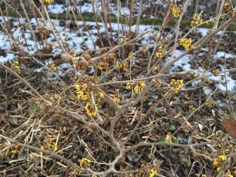 'fred chittenden' (cf. 'pallida') ex esveld