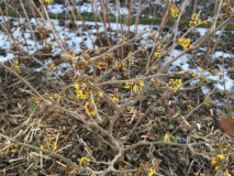 'fred chittenden' (cf. 'pallida') ex esveld
