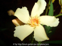 CIMG0837_600x600_100KB.jpg