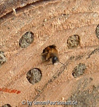 Osmia bicoris