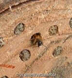 Osmia bicoris