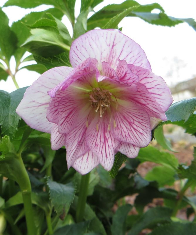 Helleborus SP Lily