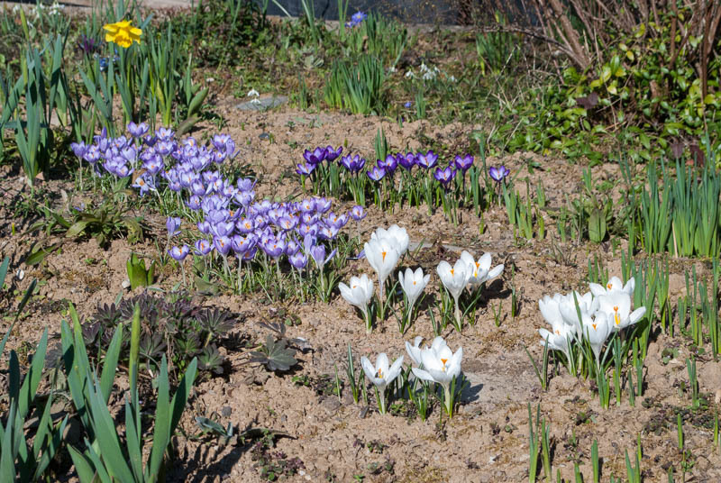 Krokusse im Vorgarten