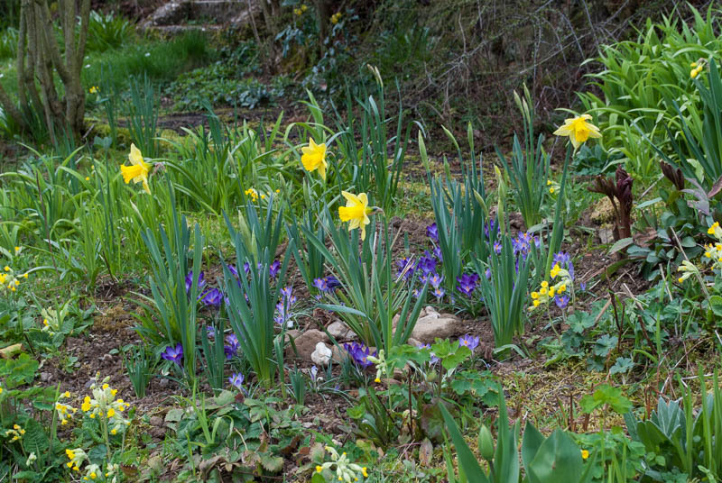 Elfenkrokusse und Osterglocken