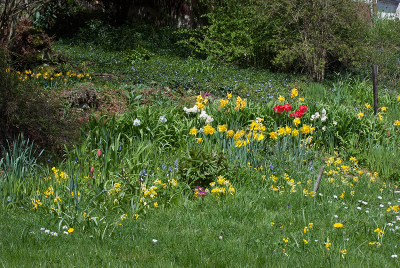 Narzissen, Tulpen und Schlüsselblumen