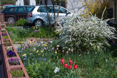 Vorgarten im April