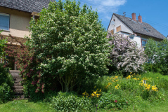 Blühende Sträucher im Mai