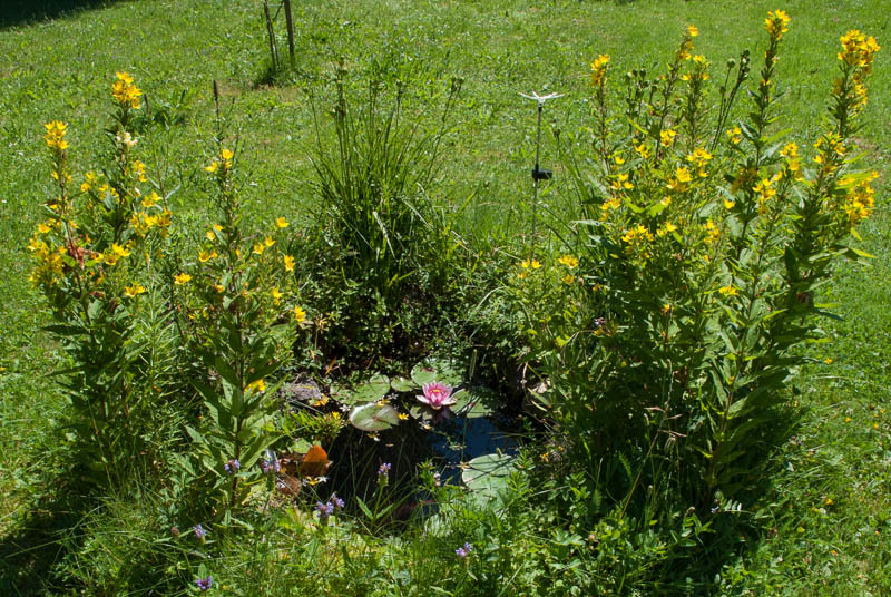 Gartenteich im Frühsommer
