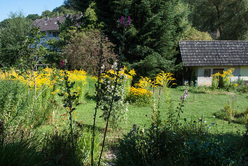 Leuchtende Goldruten im Hochsommer